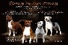  - Magnifique Chiots Staffordshire Bull Terrier disponible !!!