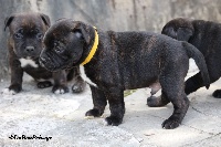 Du bon presage - Staffordshire Bull Terrier - Portée née le 22/08/2014