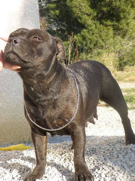 Fatal beauty of tribal doggies
