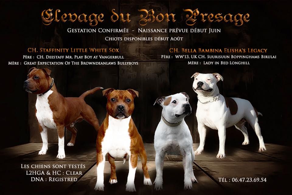 Du bon presage - Staffordshire Bull Terrier - Portée née le 01/06/2018