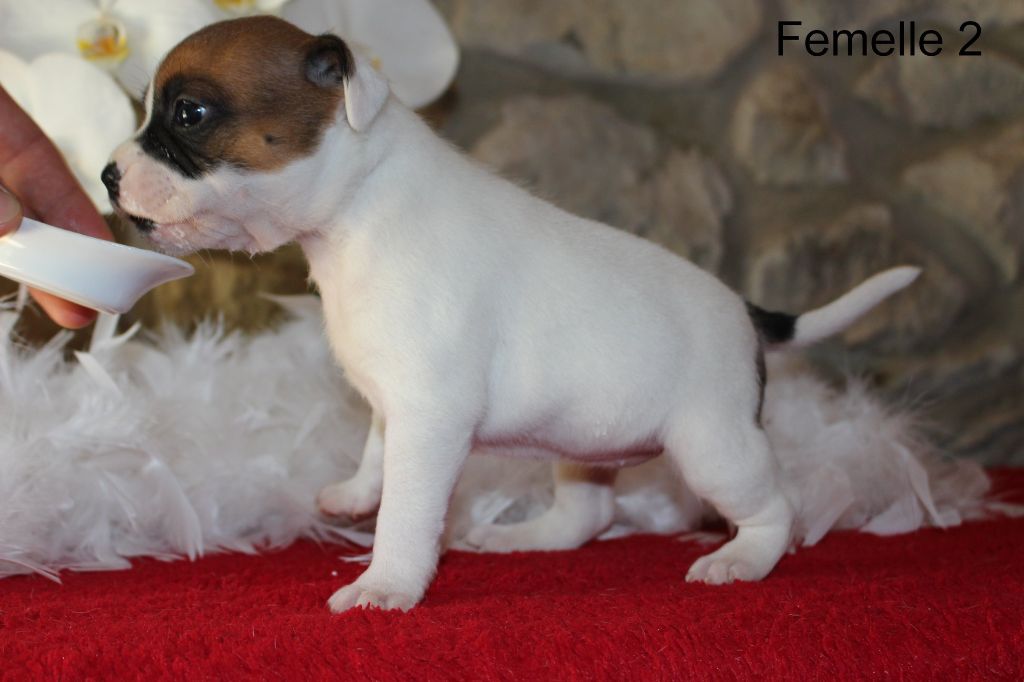 Du bon presage - Chiots disponibles - Staffordshire Bull Terrier