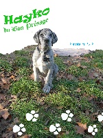 Hémingway du Bon Présage (Hayko)