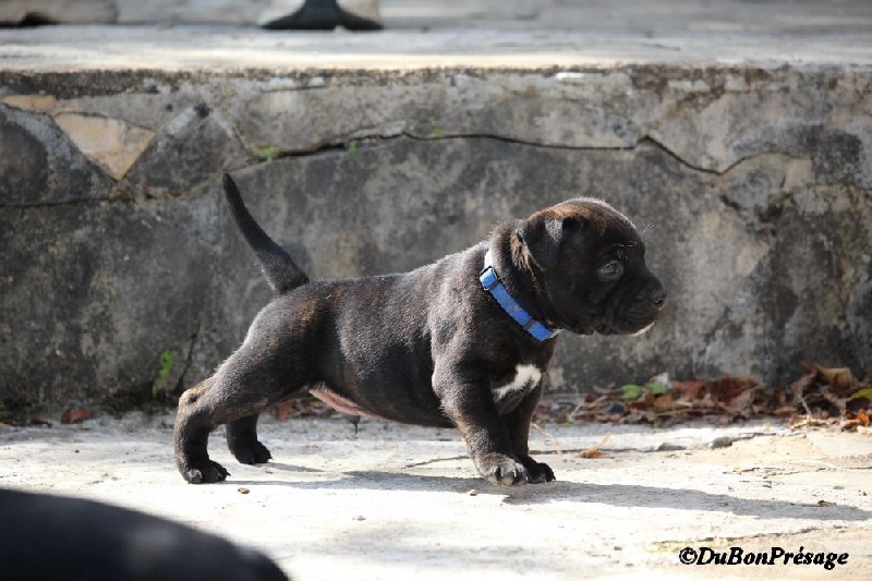 Du bon presage - Staffordshire Bull Terrier - Portée née le 22/08/2014
