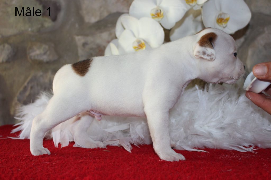 Du bon presage - Chiots disponibles - Staffordshire Bull Terrier